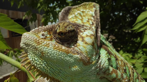 macro lagarto camaleón cerrar en el árbol