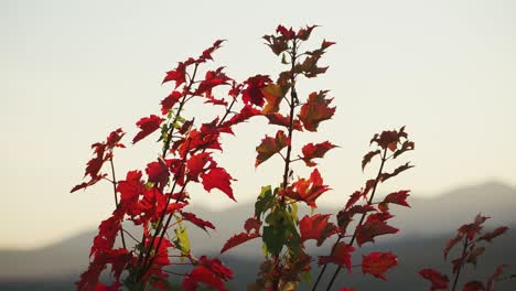golden hour glow spread across blurred mountain background with red maple leaves changing color