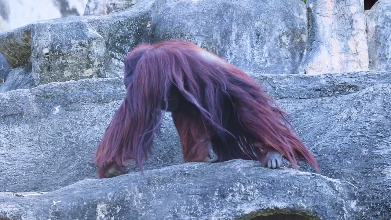 orangutanes en un hábitat natural