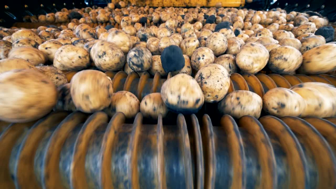 las patatas están rodando hacia abajo dentro de una máquina industrial. concepto de agricultura agrícola.