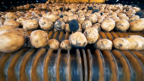 potatoes are rolling down inside of an industrial machine. agriculture farming concept.