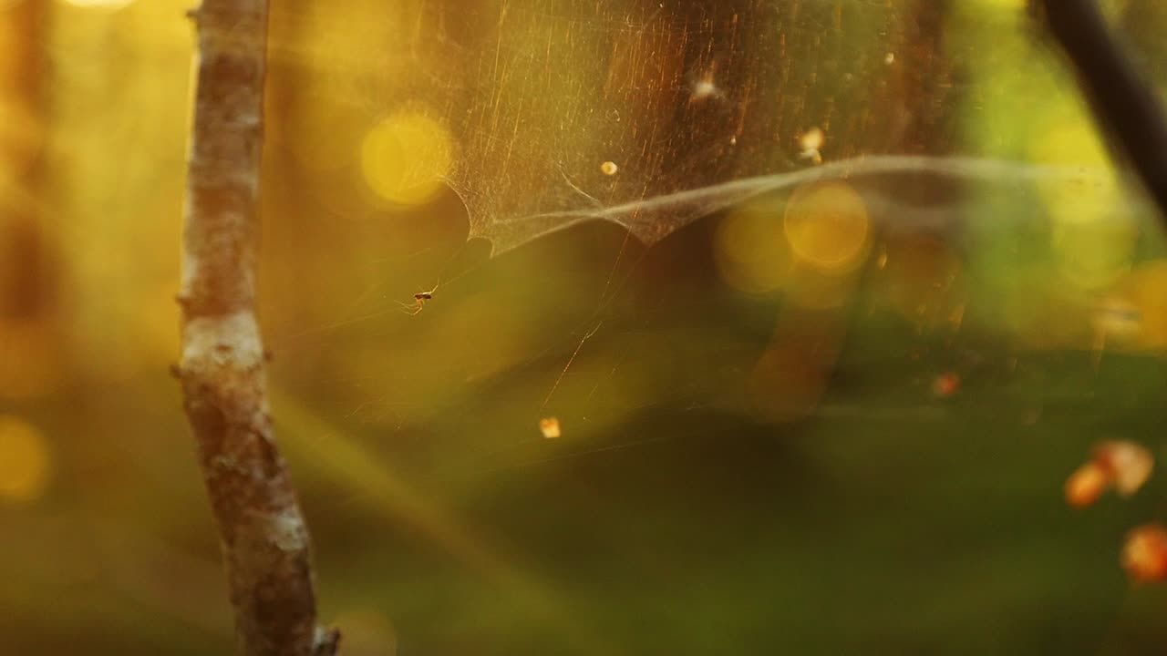 la belleza de la hora dorada