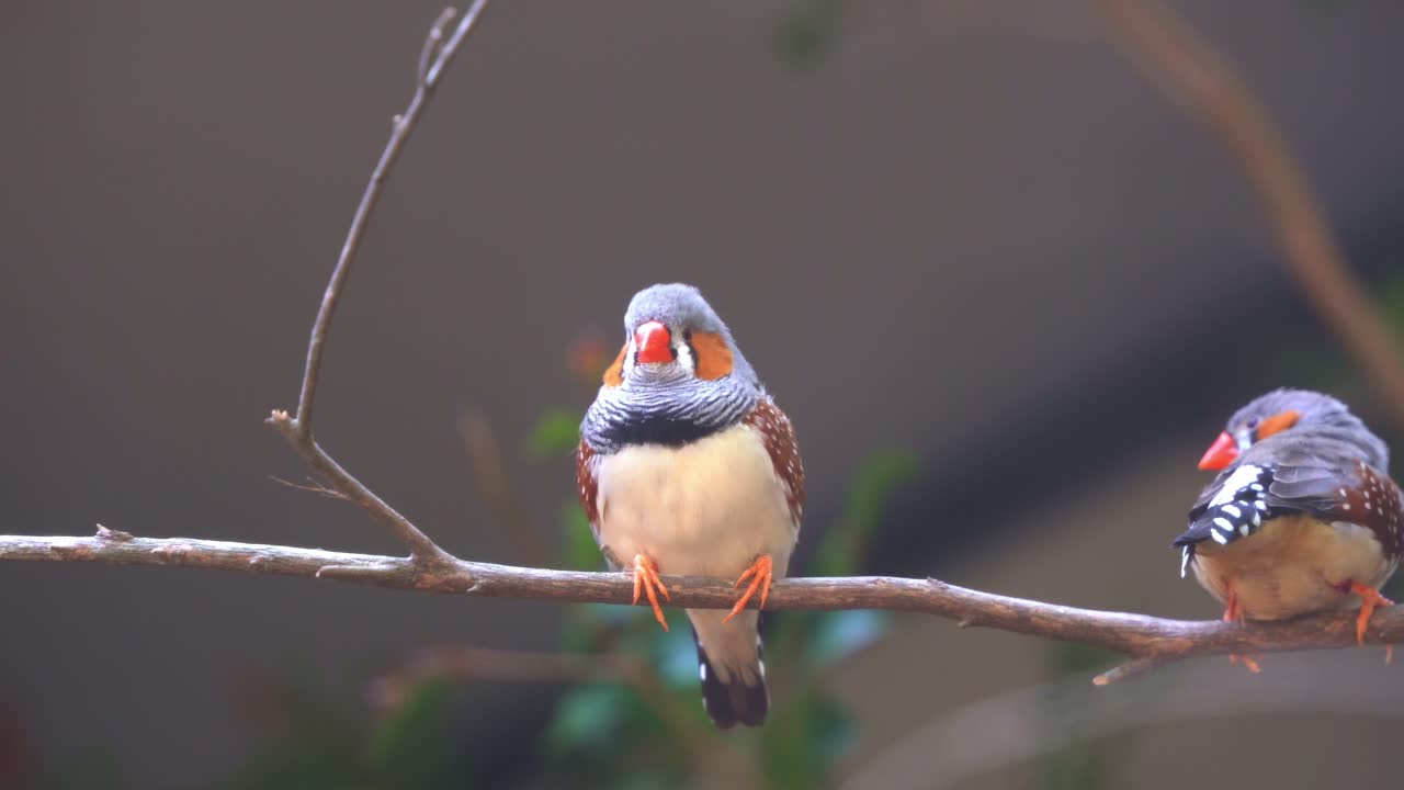 Cute tiny little zebra finch or chestnut-eared finch, taeniopygia guttata spotted perching on tree branch and wondering around it surrounding environments, close up shot