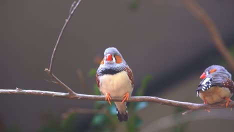 Cute-tiny-little-zebra-finch-or-chestnut-eared-finch,-taeniopygia-guttata-spotted-perching-on-tree-branch-and-wondering-around-it-surrounding-environments,-close-up-shot