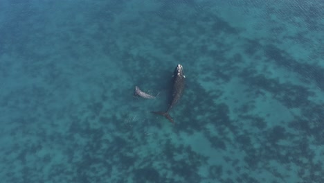 madre ballena con cría nadando en el océano azul