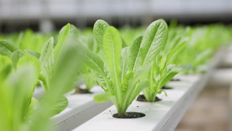 Primer-Plano,-Plántula-O-Planta-Para-La-Agricultura.