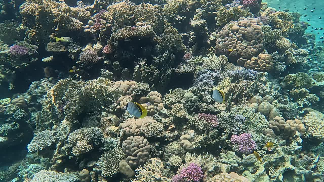 Barriera corallina nel Mar Rosso con pesci farfalla