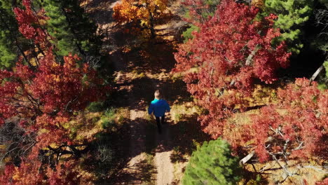 person walking on autumn forest path (aerial view)