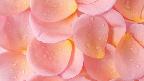 rose pink petals rotating. slow motion. macro shot. holiday backdrop, valentine's day concept.