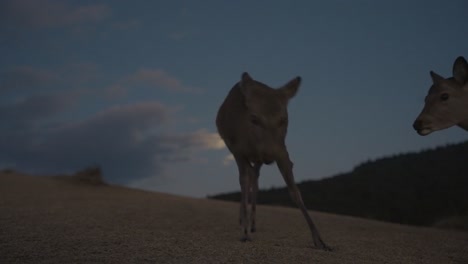 deer at night eating grass and fighting in the moonlight