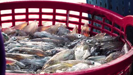 hand pick raw squids, buy fresh seafood on local fish market, close up