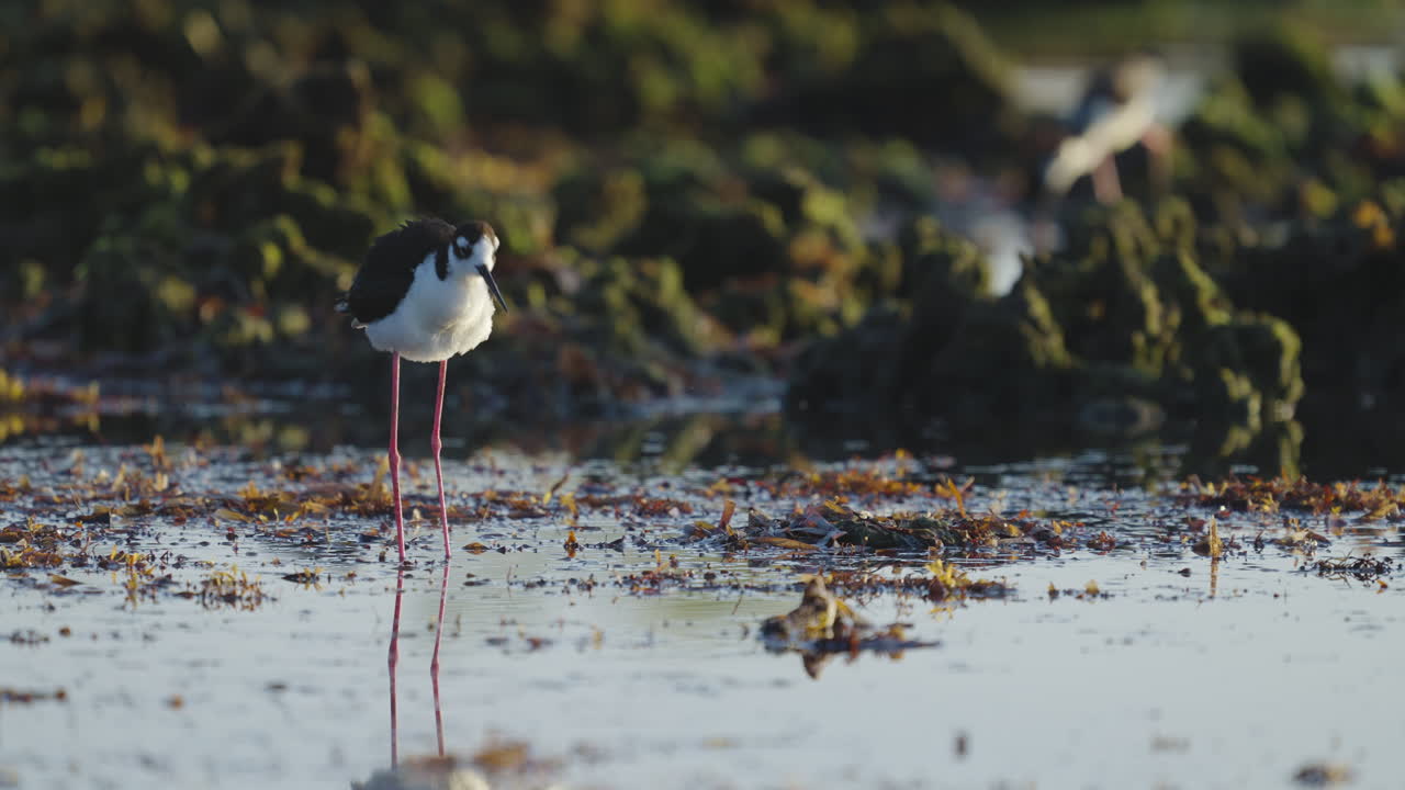 Black Necked Stilt in Water Ruffling Feathers