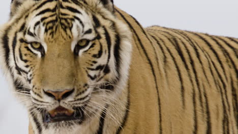 Striped-siberian-tiger-extreme-close-up