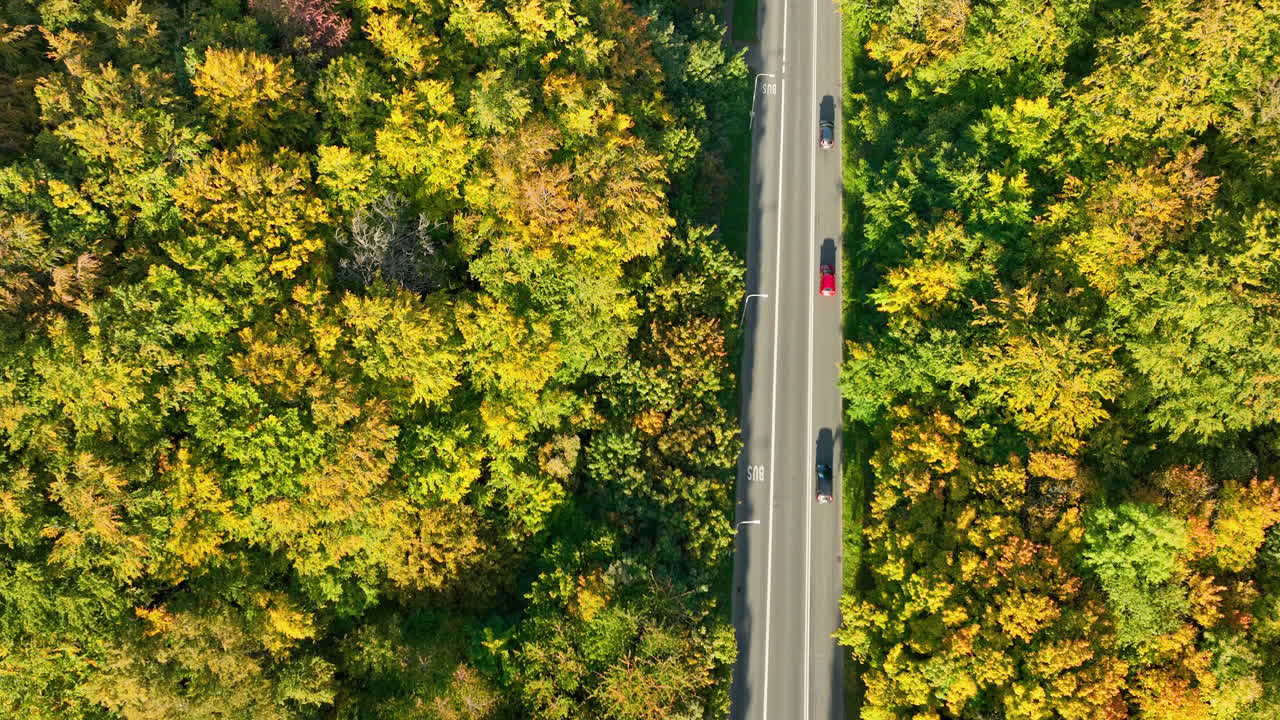 Top-down aerial view of a road cutting through an autumn forest near Gdynia, with vibrant foliage on both sides