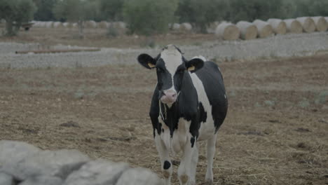 Vacas-De-Pastoreo-Libre-Y-Cría-En-La-Llanura-Italiana-De-Puglia