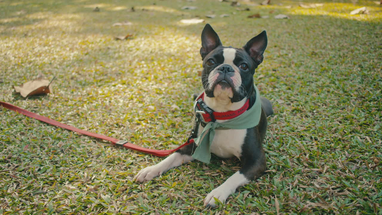 Boston Terrier Lying Down in a Park
