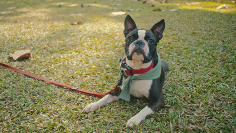 boston terrier lying down in a park