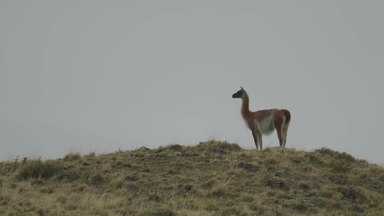 guanaco en una colina mirando hacia otro lado de la cámara