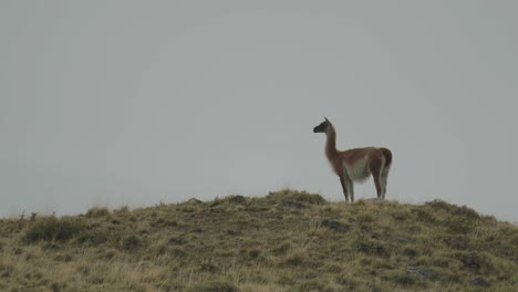 Guanako-Auf-Einem-Hügel,-Der-Von-Der-Kamera-Wegschaut