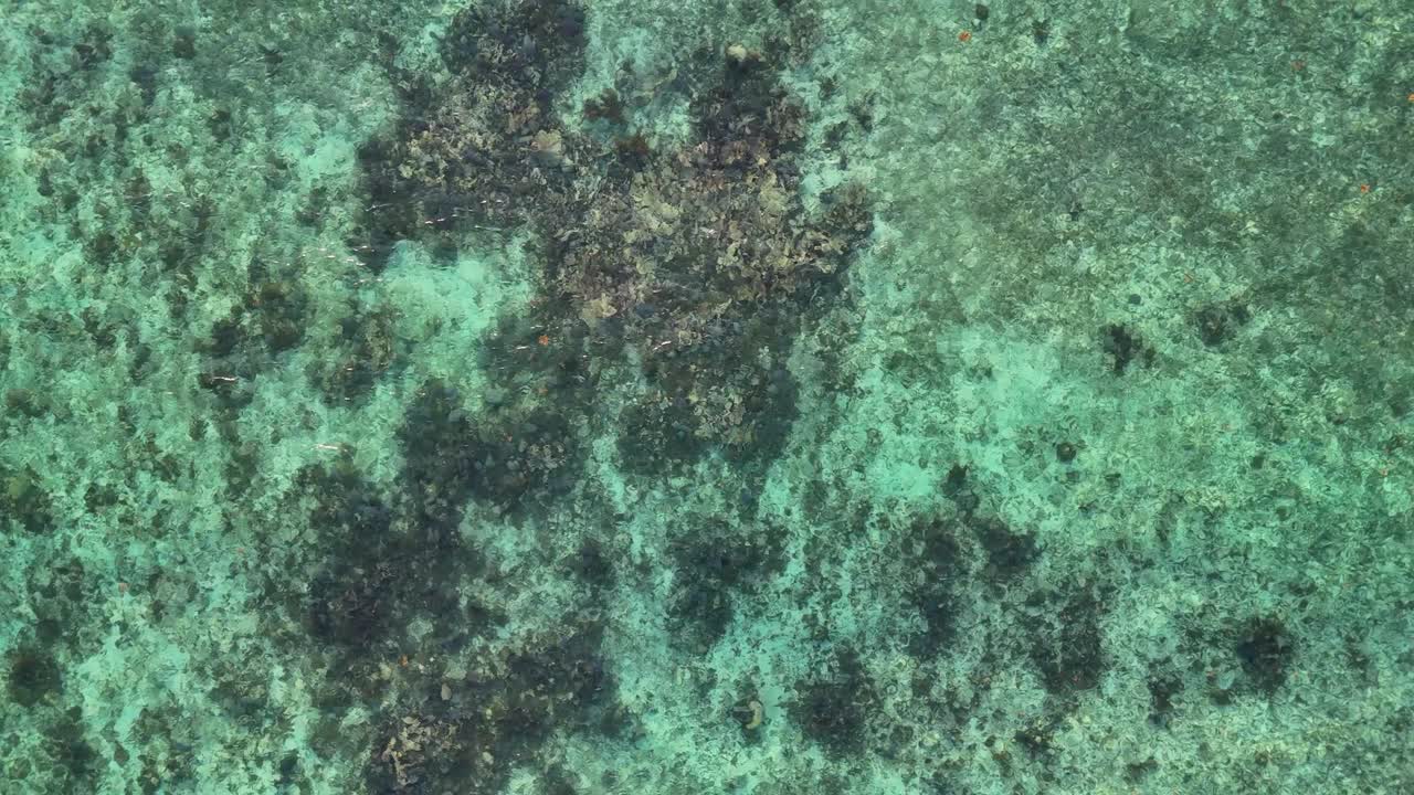 Aerial view of a coastal coral reef in Quintana Roo