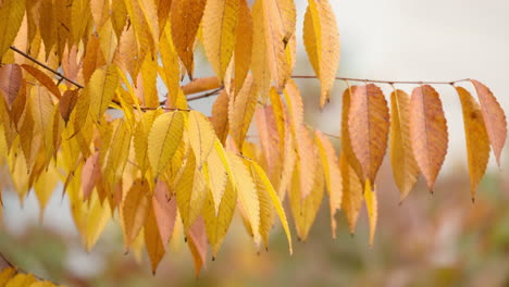 Hojas-Del-árbol-Zelkova-Japonés-En-El-Follaje-De-Otoño