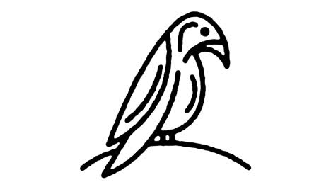 cockatoo parrot sketch line icon animation