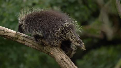 epic close-up shot of a north american porcupine climbing a tree