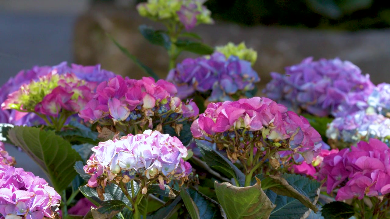 Vibrant hydrangea macrophylla shrubs bloom under bright sunlight in a lush Mediterranean garden setting.