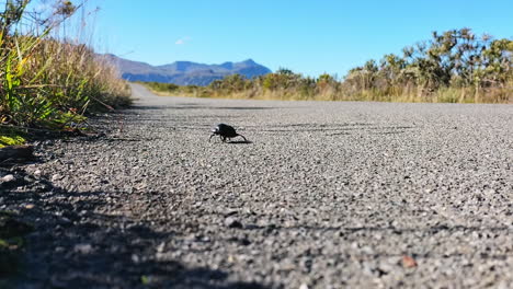 Black-dung-beetle-awkwardly-crosses-road-in-nature-reserve,-low-angle