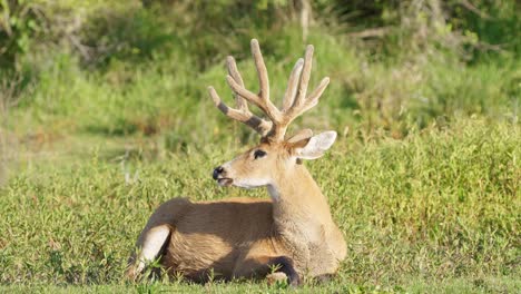 majestic marsh deer stag lies on grass flapping its ears