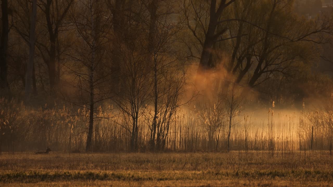 A deer lies in a meadow at sunrise, as the mist and fog rise. It's the golden hour, and everything is beautifully illuminated this early morning. It's spring, and the landscape is beautiful.