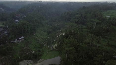 AERIAL:-Rice-terraces-in-Ubud-Bali