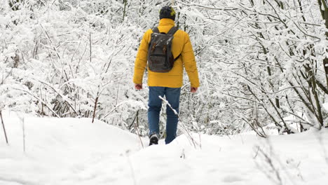 person walking in the forest