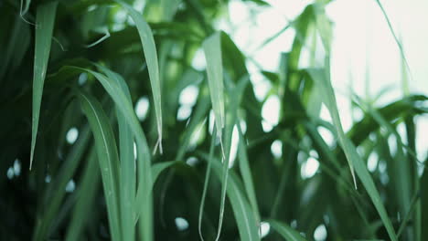 Primer-Plano-De-La-Hierba-Mischanthus-China-Que-Crece-En-Un-Jardín