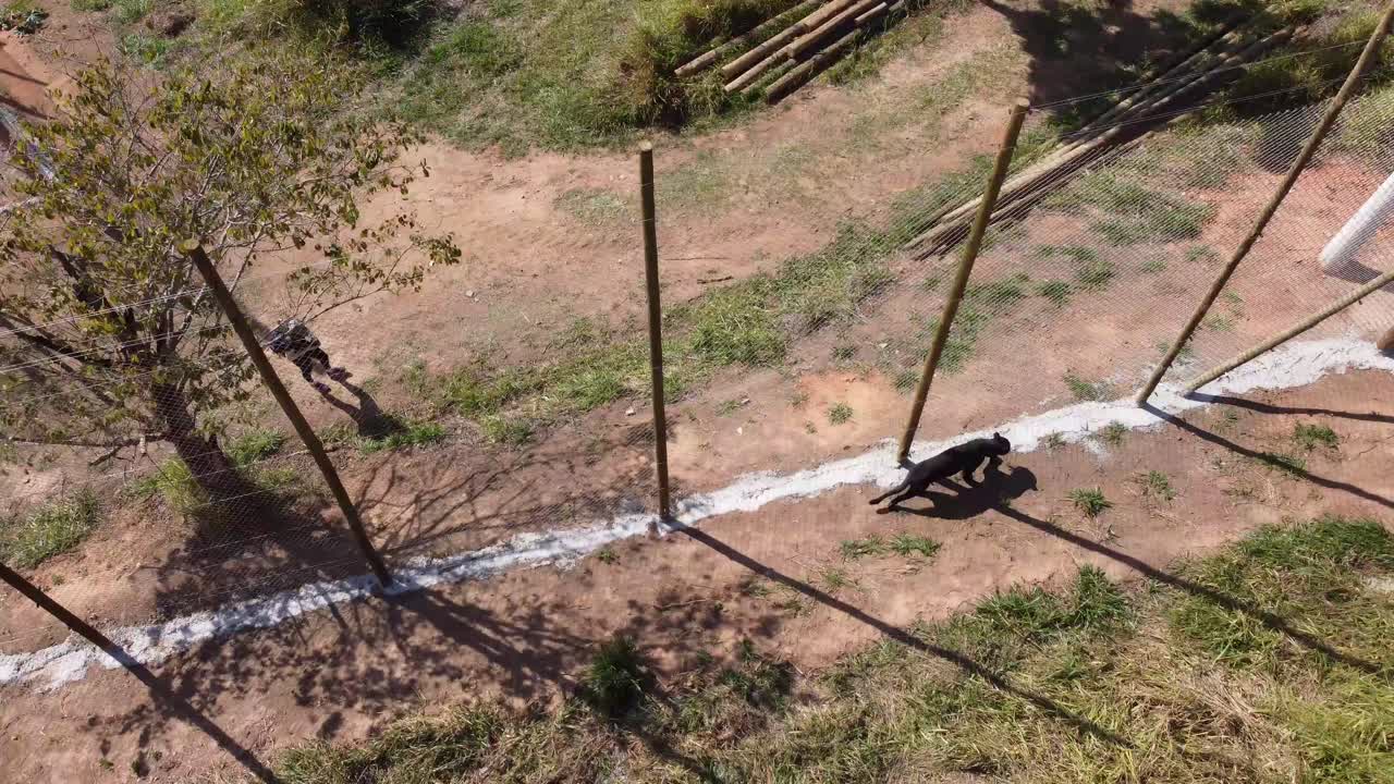 pantera jaguar negra caminando cerca de una cerca filmada por un dron