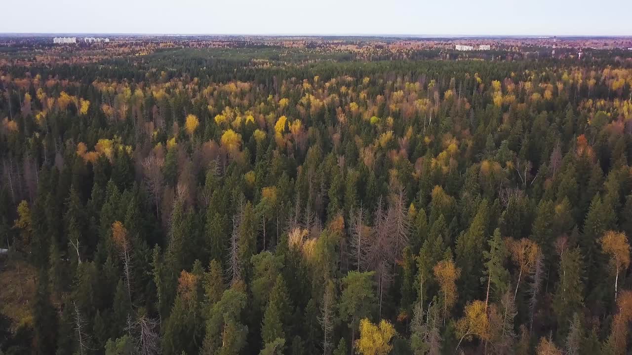 Осенний лес с воздуха