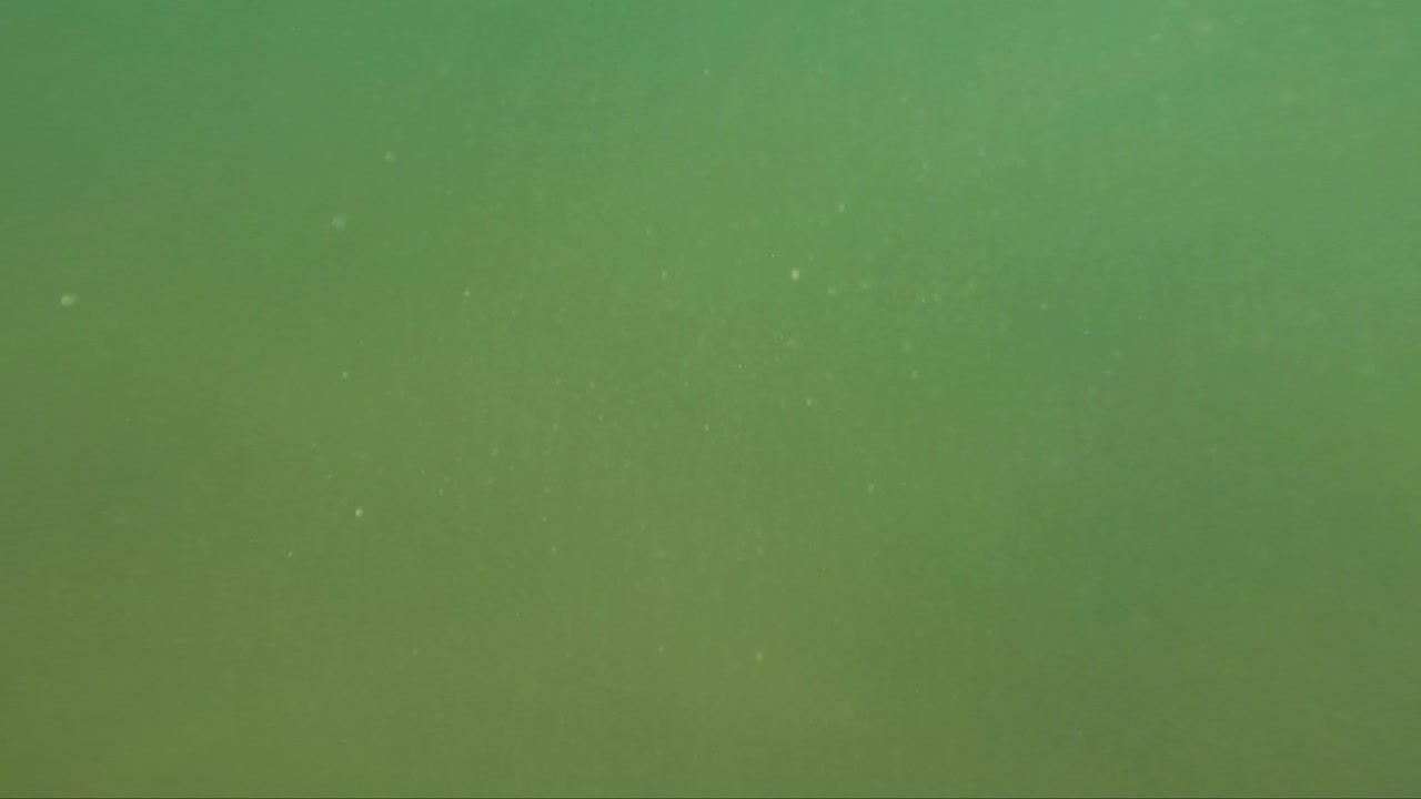 debajo de las aguas claras y transparentes de europa, un mundo de maravillas acuáticas espera