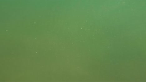 debajo de las aguas claras y transparentes de europa, un mundo de maravillas acuáticas espera
