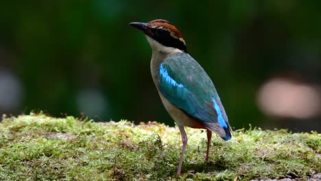 uno de los pittas más buscados y catalogado como una especie vulnerable