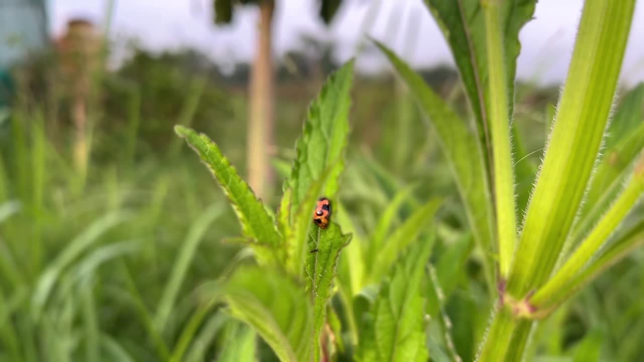 mariposa o mariposa escarabajo en las hojas de la hierba verde