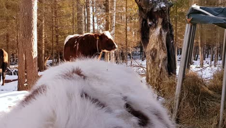 Hermoso-Toro-Majestuoso-En-Un-Paisaje-Nevado-De-Invierno-Comiendo-Hierba-En-Temperaturas-Frías