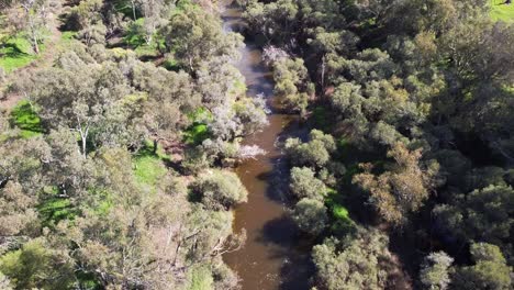 Luftaufnahme-über-Einen-Schnell-Fließenden-Fluss-Mit-Von-Bäumen-Gesäumtem-Flussufer,-Swan-Valley-Perth