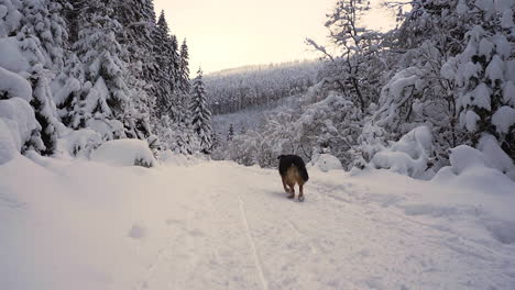 Crossbreed-dog-runs-away-on-a-snowy-forest-path-in-winter-mountains