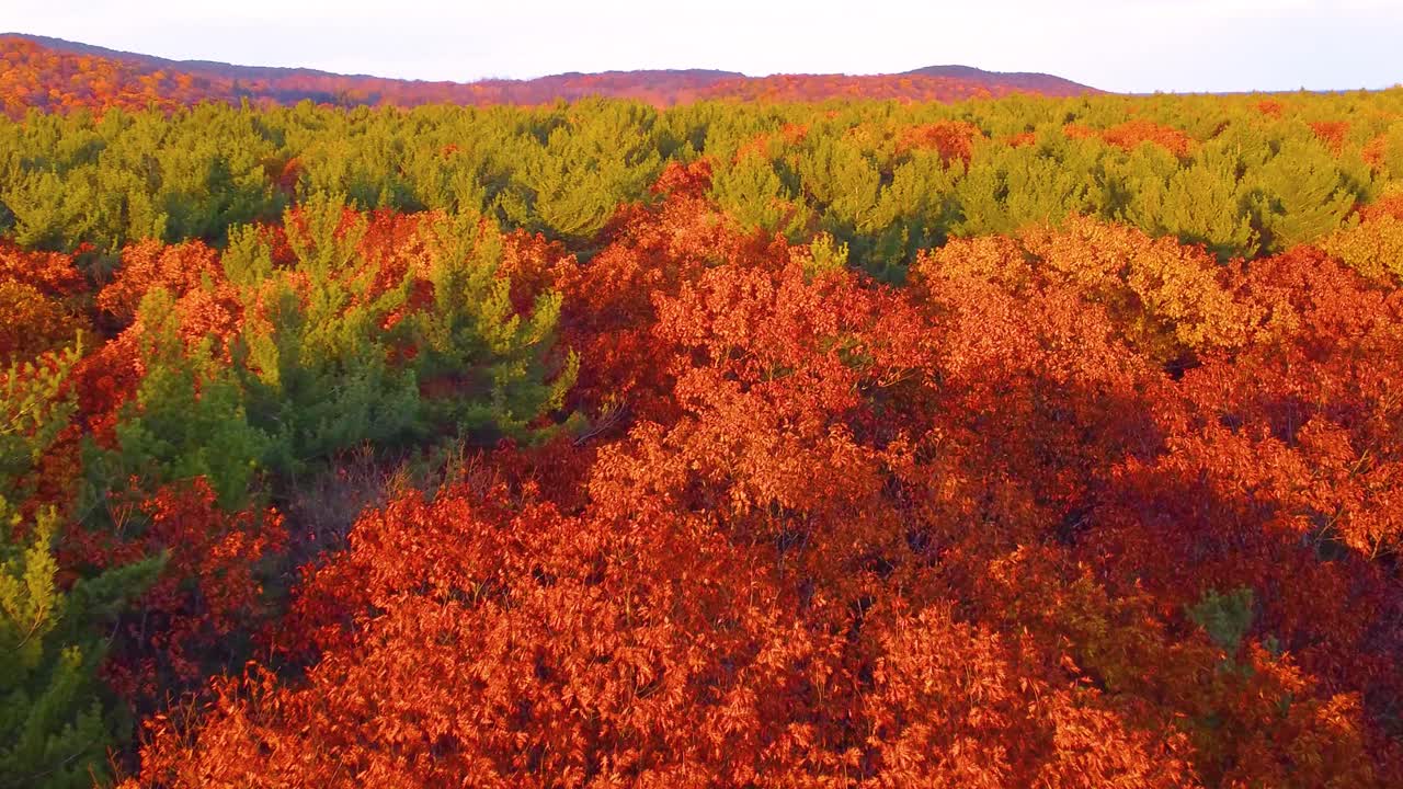 Vibrant Red Maple Trees During Autumn In Oka National Park, Québec, Canada. Aerial Drone Shot