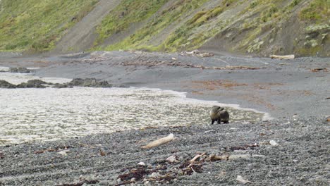 Un-Solitario-Cachorro-De-Lobo-Marino-En-Una-Playa-De-Piedra-En-La-Costa-Sur-De-Wellington,-En-Nueva-Zelanda