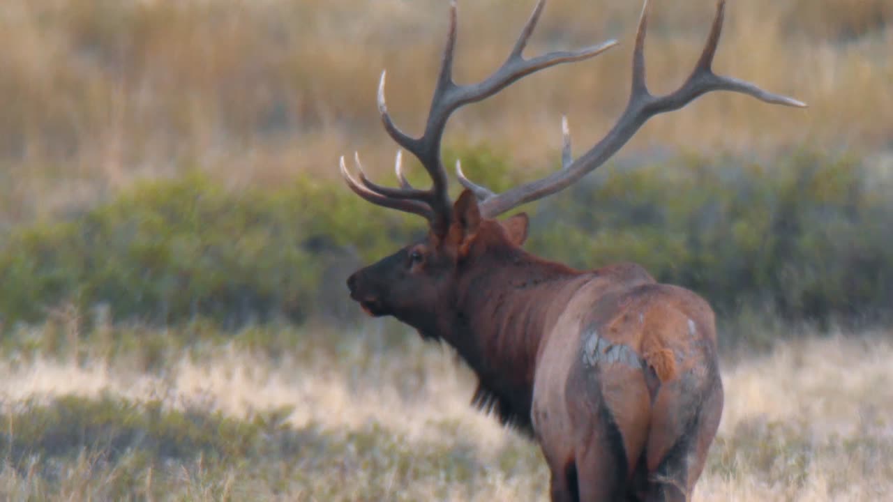 un alce bebé bebe de su madre y un alce pastando en la ladera de la montaña