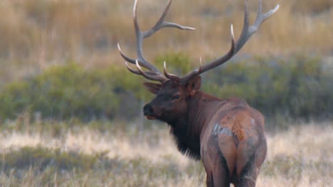 A-Baby-Elk-Drinks-From-It_s-Mother_s-Utter-And-Elk-Grazing-On-The-Mountainside