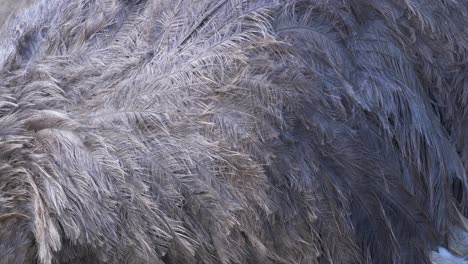 extreme closeup of female ostrich feathers