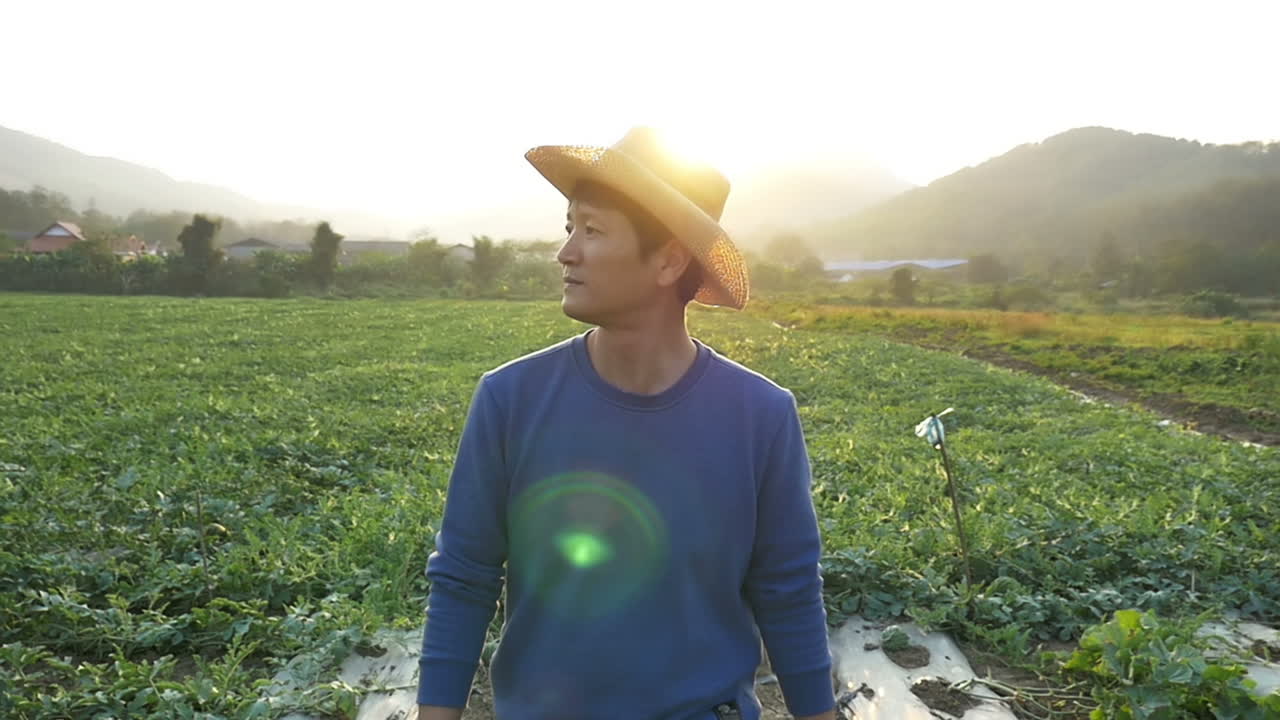 Asian Farmer Walking In Melon Field With Sunset