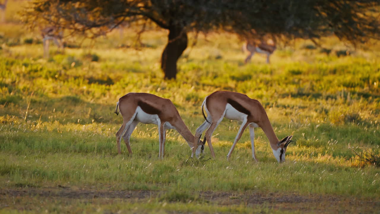 Two Springboks Feeding in a Golden Savanna